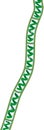 Spirogyra charophyte green algae Royalty Free Stock Photo